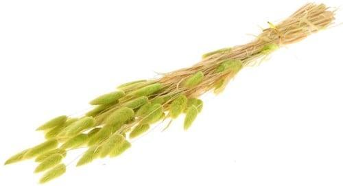 Lagurus ovatus pluimgras graspluimen in hoes limegroen, Huis en Inrichting, Woonaccessoires | Kunstplanten en Kunstbloemen, Nieuw