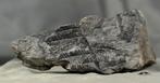 Zeer gedetailleerde fossiele plant - Gefossiliseerde plant -