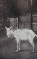 Jan Mankes (1889-1920) - Oude geit, Antiek en Kunst