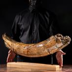 Fossiel fragment - Top Quality Siberian Woolly Mammoth Tusk