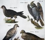 Matthäus Merian (1593-1650) - hand coloured folio, birds: