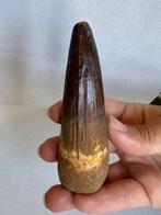 Dinosaurus - Fossiele tand - Spinosaurus aegyptiacus - 11 cm