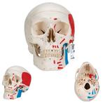 Anatomie model schedel met spieren, 3-delig, Nieuw, Verzenden