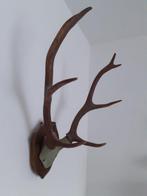 Hert Gewei - Ramure de cerf - 52 cm - 38 cm - 22 cm - (1), Antiek en Kunst