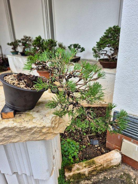 Bonsai van Pinus Thunbergii - Verzamelstuk - Hoogte (boom):, Antiek en Kunst, Curiosa en Brocante