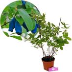 Lonicera caerulea Purple sweet honingbes + P, Tuin en Terras, Planten | Fruitbomen, Verzenden, Volle zon