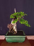 Lijsterbes Bonsai - Verzamelingstuk - Hoogte (boom): 30 cm -
