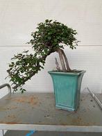 Japanese iep bonsai (Zelkova) - Hoogte (boom): 24 cm -, Antiek en Kunst