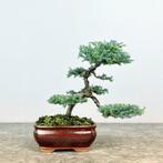 Ceder bonsai (Cedrus) - Hoogte (boom): 22 cm - Diepte, Antiek en Kunst