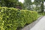 Beukenhaag - Fagus sylvatica - Bladhoudend-Groene beuk -beuk, Tuin en Terras, Haag, Beukenhaag, Ophalen of Verzenden