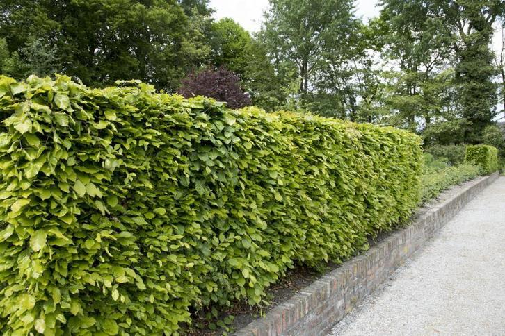 Beukenhaag - Fagus sylvatica - Bladhoudend-Groene beuk -beuk, Tuin en Terras, Planten | Struiken en Hagen, Beukenhaag, Haag, Ophalen of Verzenden
