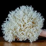 AA++ Takken van wit koraal -Acropora Florida, Op Houten, Verzamelen, Mineralen en Fossielen