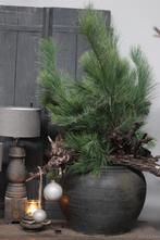 Oude druivenstronk Medium, Ophalen of Verzenden, Nieuw