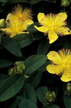 Hertshooi Hypericum calycinum 5-10 Pot P9