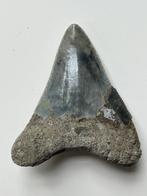 Megalodon tand 7,4 cm - Fossiele tand - Carcharocles, Nieuw