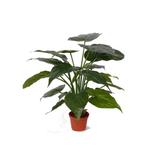 Kunstplanten alocasia olifantsoor groen 51 cm - Overige ku.., Huis en Inrichting, Kamerplanten, Ophalen of Verzenden