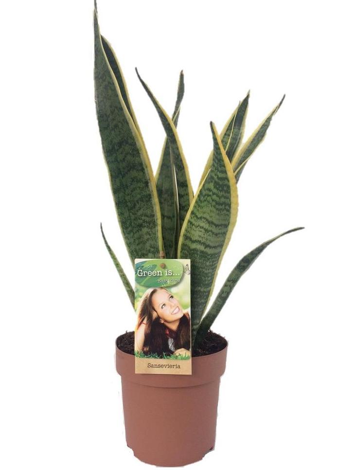 Sansevieria Laurentii - Ø14cm - 50cm, Tuin en Terras, Bloembollen en Zaden, Verzenden
