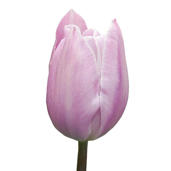 Bloembollen - 50 x Tulp Silver Cloud - wit met roze, Tuin en Terras, Bloembollen en Zaden, Bloembol, Voorjaar, Volle zon, Verzenden