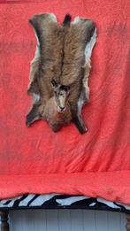 Gems Taxidermie volledige montage - Rupicapra rupicapra -, Nieuw