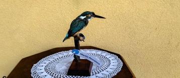 IJsvogel Taxidermie volledige montage - Alcedo atthis - with beschikbaar voor biedingen