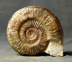 Een grote - Dikke ammoniet met behoud van schelp - Op, Verzamelen, Mineralen en Fossielen