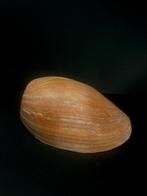 Mélo amphora Zeeschelp - Mélo amphora (Zonder Minimumprijs), Nieuw