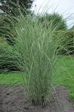 Chinees riet Miscanthus sinensis Morning Light 5-10 Pot P9