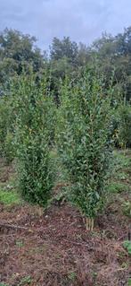 Taxus en Liguster, Ophalen, Haag