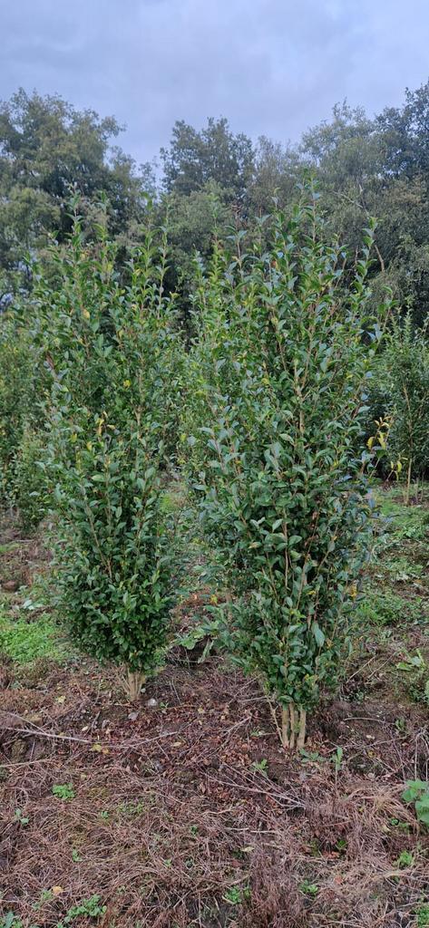 Taxus en Liguster, Tuin en Terras, Planten | Struiken en Hagen, Haag, Ophalen