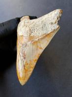 Megalodon - Fossiele tand - 141 mm - 103 mm, Verzamelen