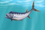Zeldzame visfossielen - Gefossiliseerd dier -