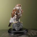 Geparelde Dwergooruil Taxidermie Opgezette Dieren By Max, Ophalen of Verzenden, Nieuw, Vogel, Opgezet dier