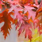 Zomereik - Quercus Rubra (kale Wortel) - 80-100 Cm, Tuin en Terras, Planten | Bomen, Ophalen of Verzenden, Lente, Volle zon, 100 tot 250 cm