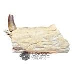 Gefossiliseerde kaak - Unusual Suchomimus tenerensis
