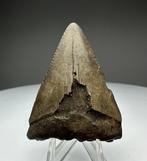 Witte haai - Fossiele tand - 5 cm - 3.6 cm (Zonder, Verzamelen, Mineralen en Fossielen