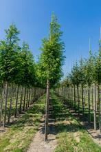 Taxodium distichum hoogstam 20/25