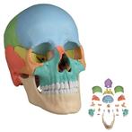 Anatomie model schedel osteopathie, 22-delig, topkwaliteit, Nieuw, Verzenden