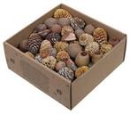Leucodendron assortiment Naturelkleuren 640 gram, Hobby en Vrije tijd, Knutselen, Ophalen of Verzenden, Nieuw