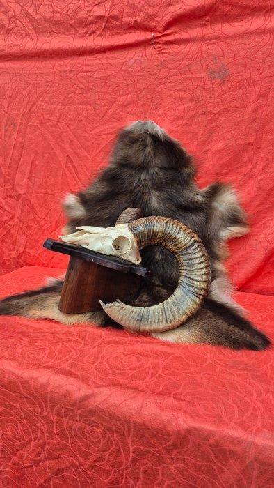Mouflon Schedel - Ovis aries musimon - trophée avec une peau, Antiek en Kunst, Curiosa en Brocante