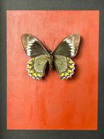 Vlinder Taxidermie volledige montage - Battus madyes - 26 cm, Nieuw