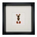 Boomkikker Taxidermie volledige montage - Rhacophorus