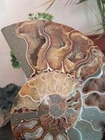 Ammoniet - Gefossiliseerd dier - Aioloceras (Cleoniceras), Verzamelen, Mineralen en Fossielen