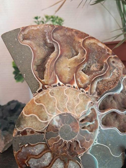 Ammoniet - Gefossiliseerd dier - Aioloceras (Cleoniceras), Verzamelen, Mineralen en Fossielen