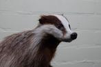 Common Badger - full-body standing mount - Bot - Meles meles, Nieuw