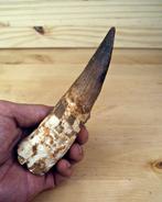 Spinosaurus - Fossiele tand - Diente gigante de Spinosaurus