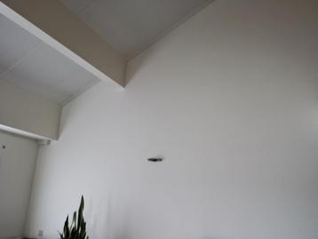 Stukadoor Rotterdam Stukadoor gezocht stucwerk stucadoors beschikbaar voor biedingen