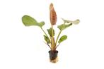 Moerings Echinodorus phyton in 5 cm pot, Ophalen of Verzenden, Nieuw