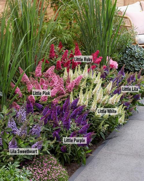 Buddleija butterfly , Dwerg vlinderstruiken in 7 kleuren,, Tuin en Terras, Planten | Tuinplanten, Overige soorten, Vaste plant