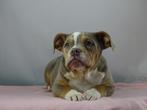 Old English Bulldog pups! t Gezonde type. Mogen direct mee!, Parvo, Nederland, 8 tot 15 weken, Bulldog