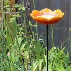 Wild Poppy Rode Vogelvoeder, Ophalen of Verzenden, Nieuw